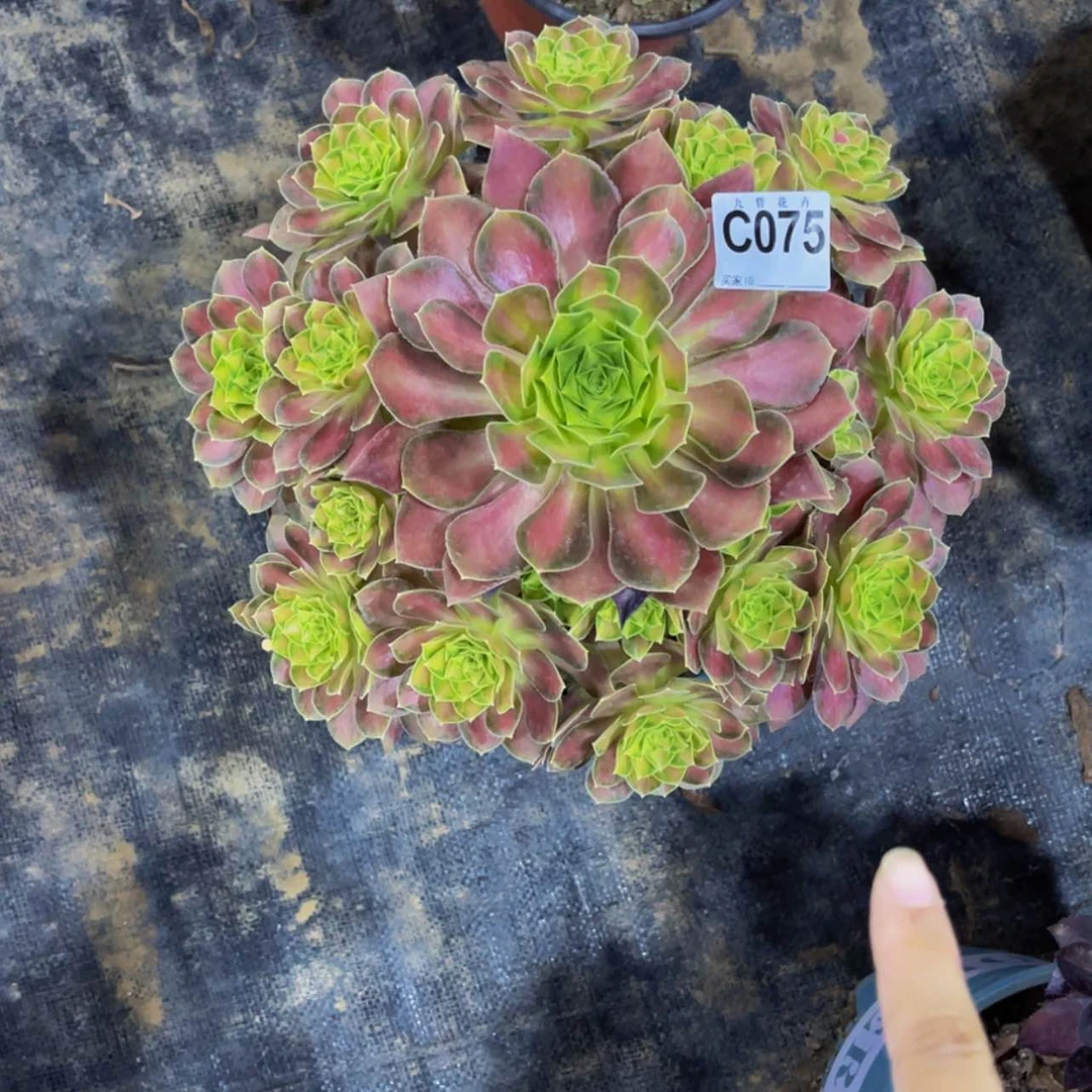 【闪购商品】04500