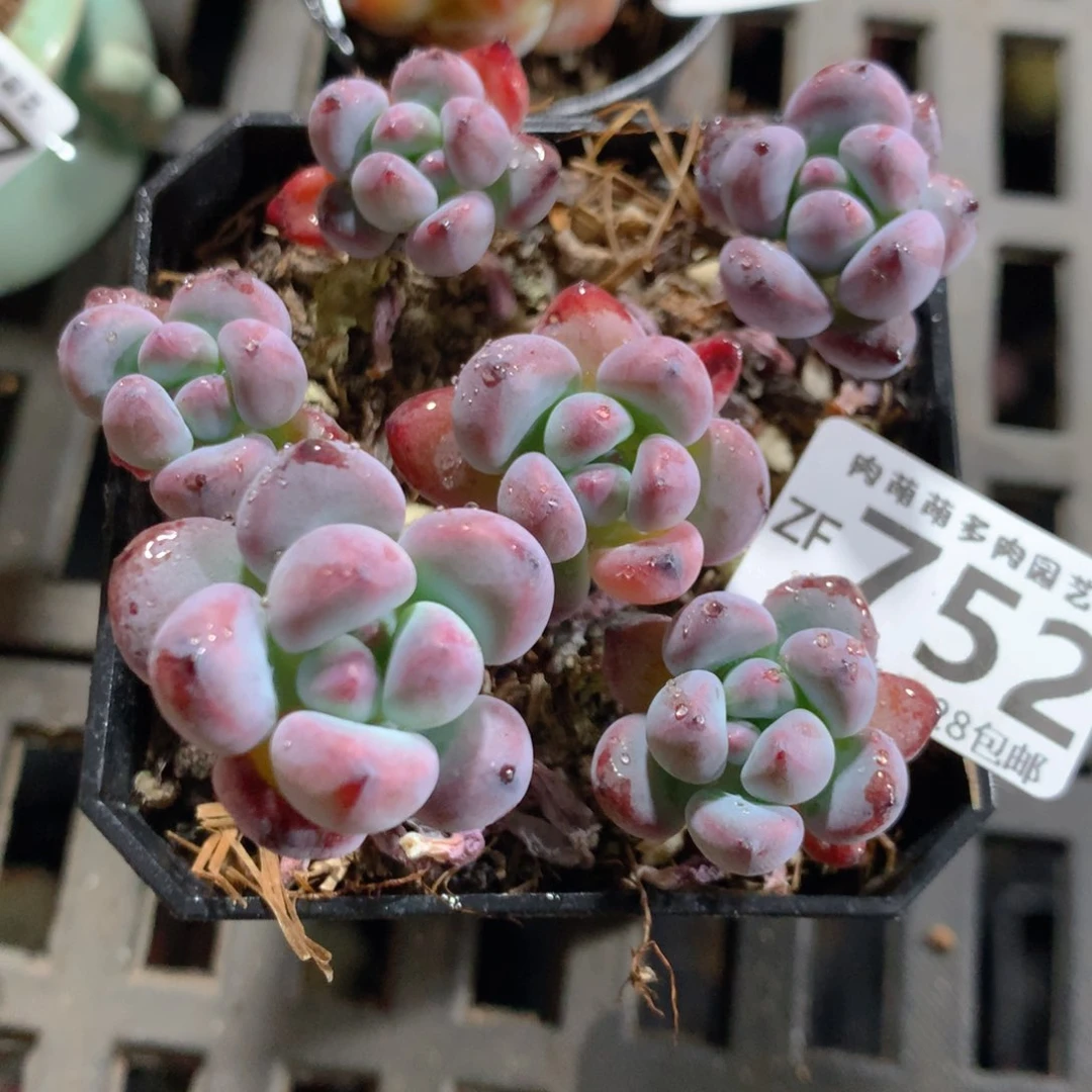 5CM拇指盆精控多肉ZF752