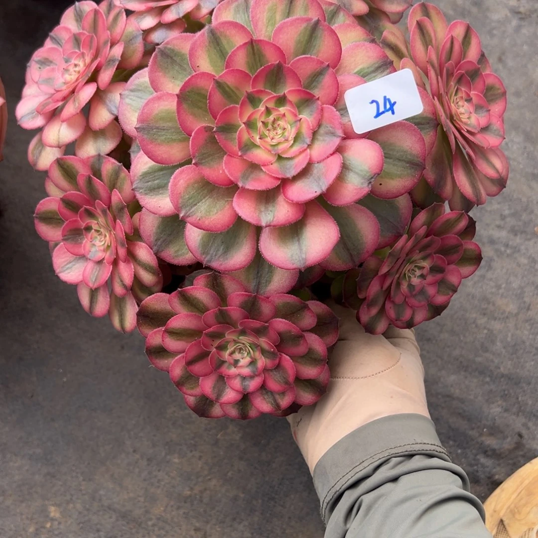 24荔枝多肉植物一紫