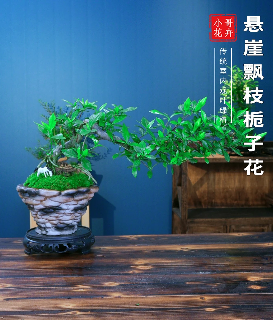 老桩悬崖飘枝栀子花好养花香室内客厅办公室高端盆景盆栽