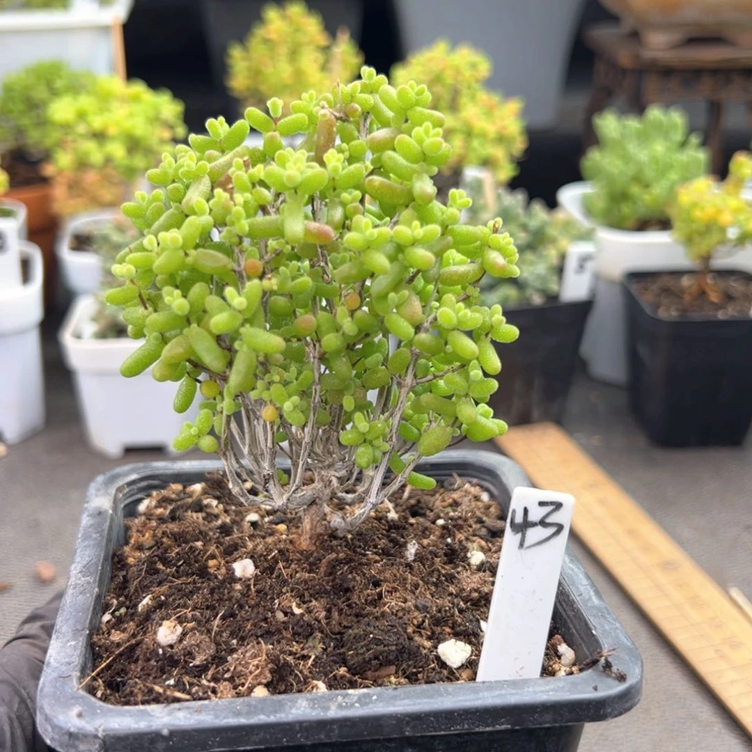 老桩枝干金桔糖球43好