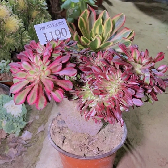 190香奈儿坠多肉植物