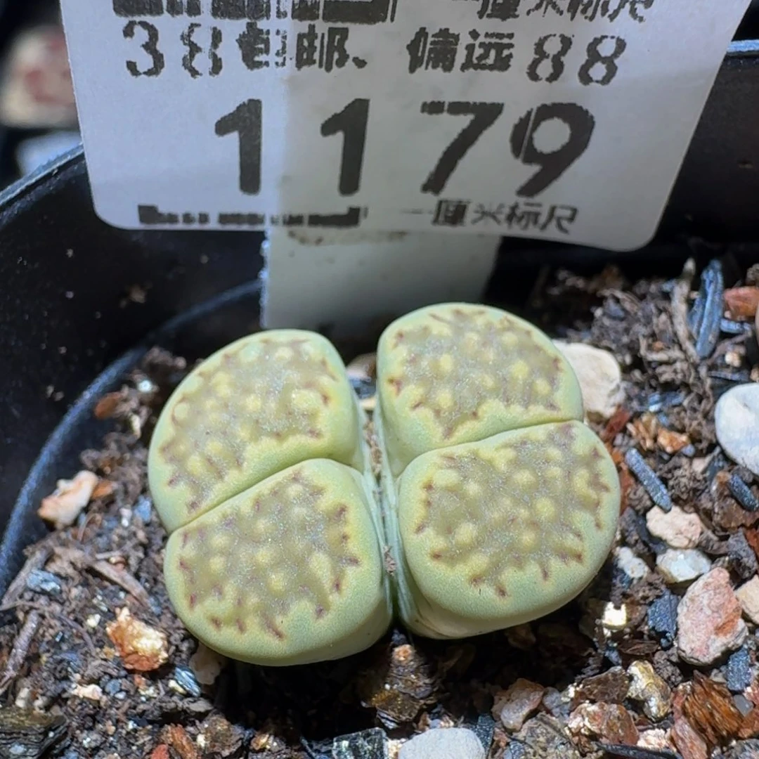 Ssss精品生石花1179