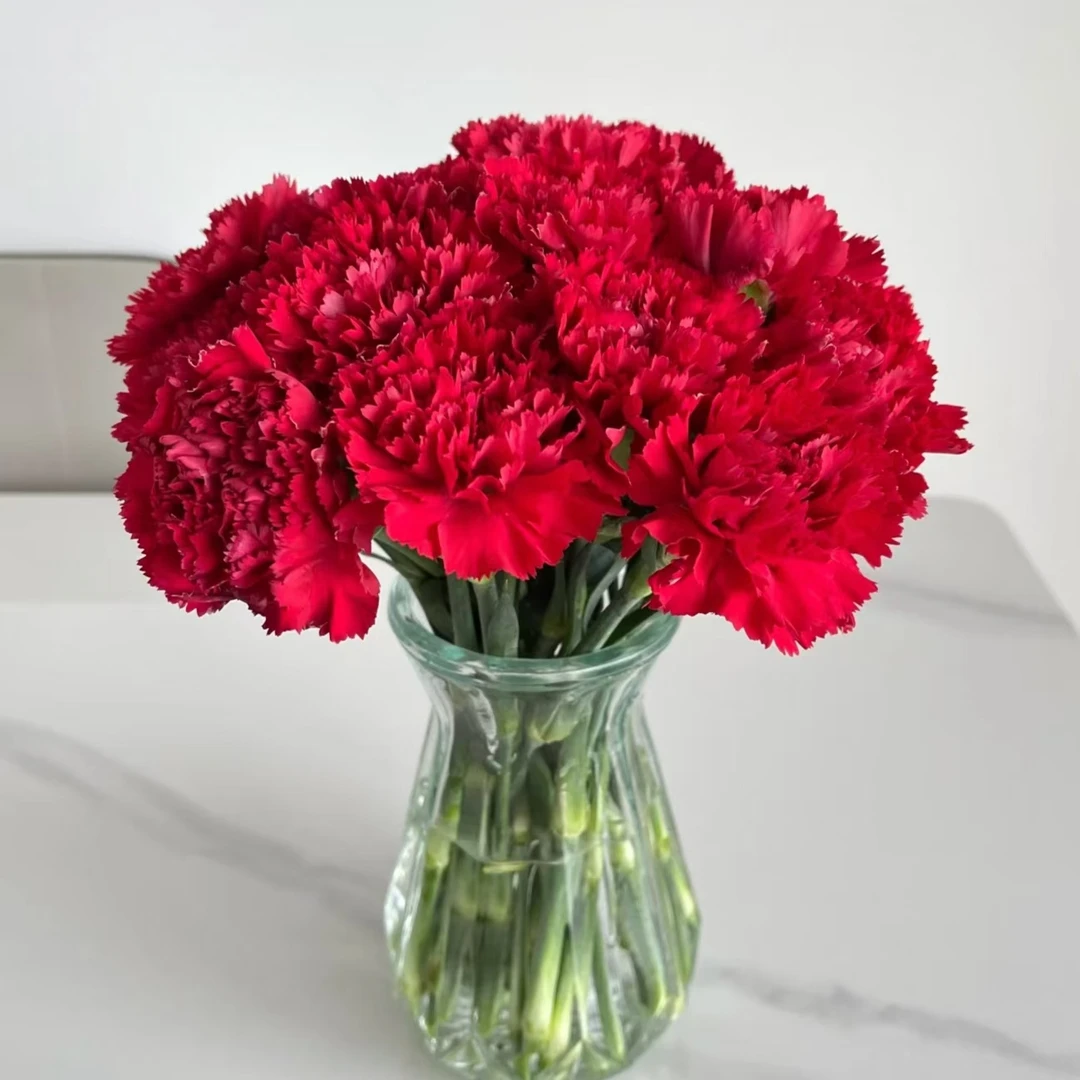 【洪福】20枝红色单头康乃馨 基地直发 | 全场任意满两单鲜花包邮AK