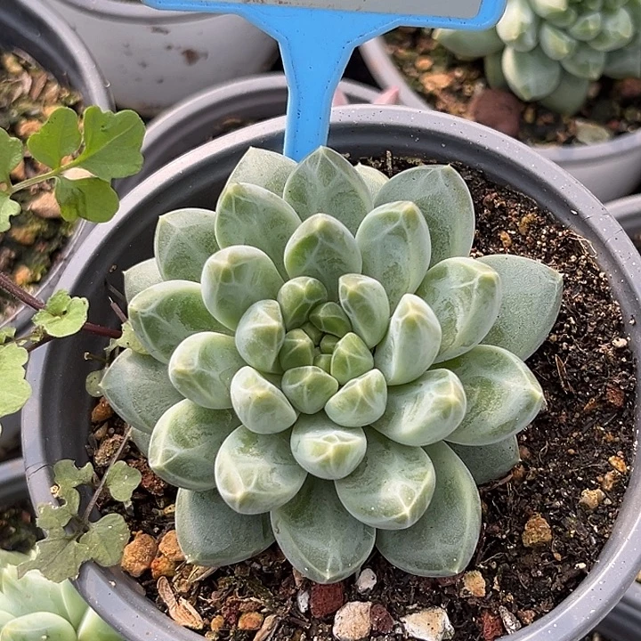 雨花石一物一拍100