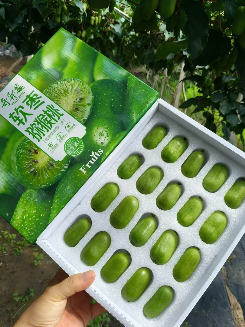 秦皇岛软枣猕猴桃奇异果新鲜采摘3-4斤中秋节送礼小猕猴桃礼盒装