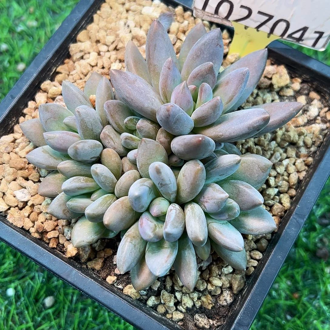 1027041 黑加仑美人群生6头