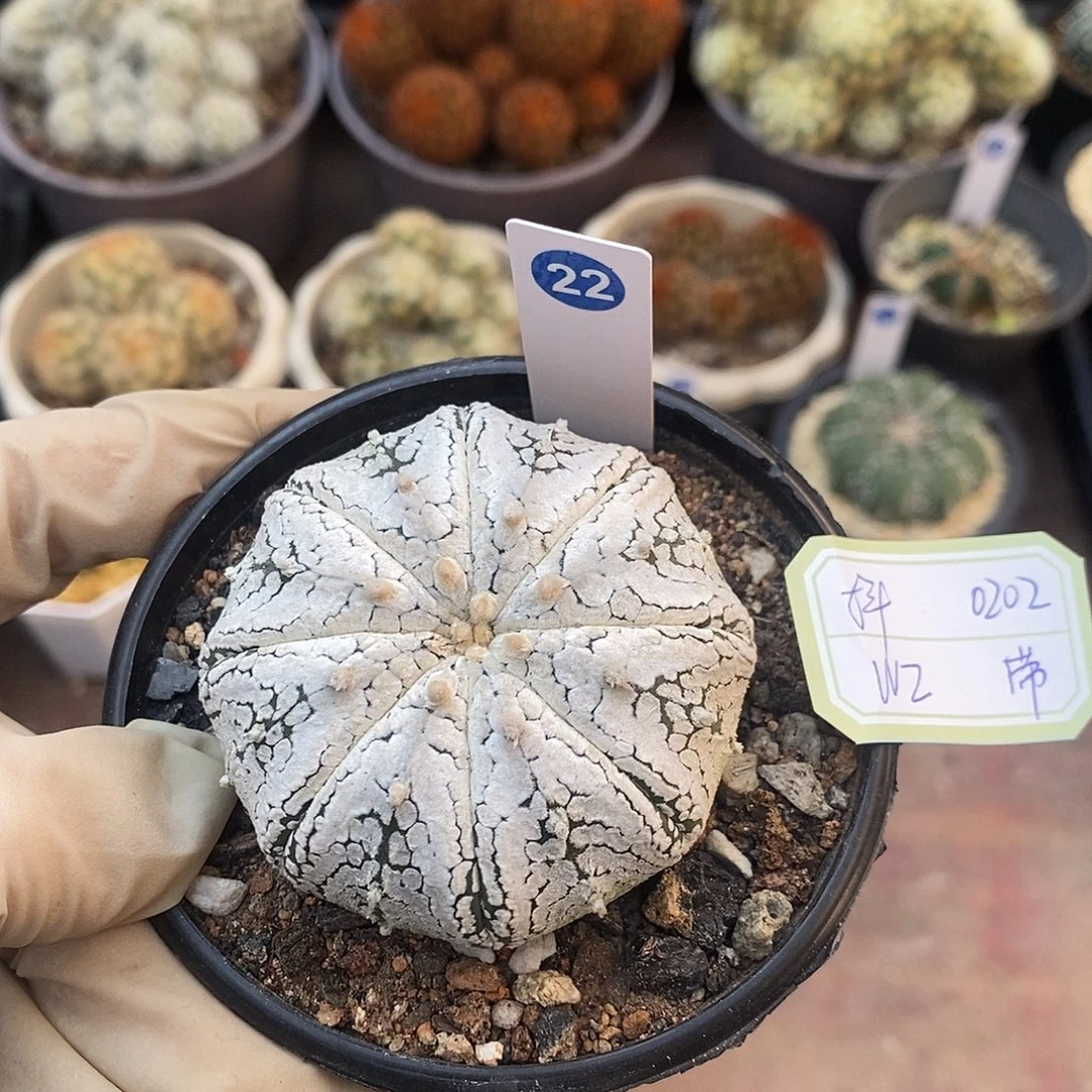 22号浓白海星兜，实生