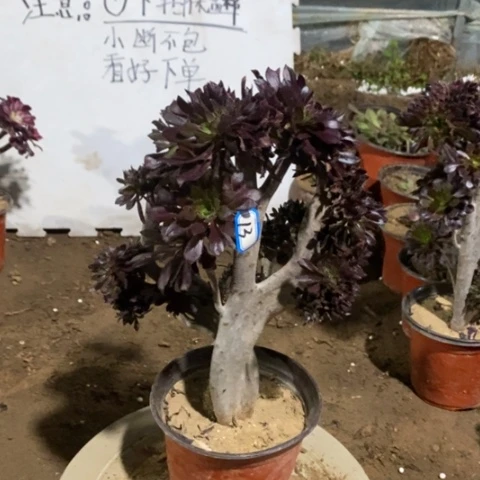 黑法师缀一物一拍