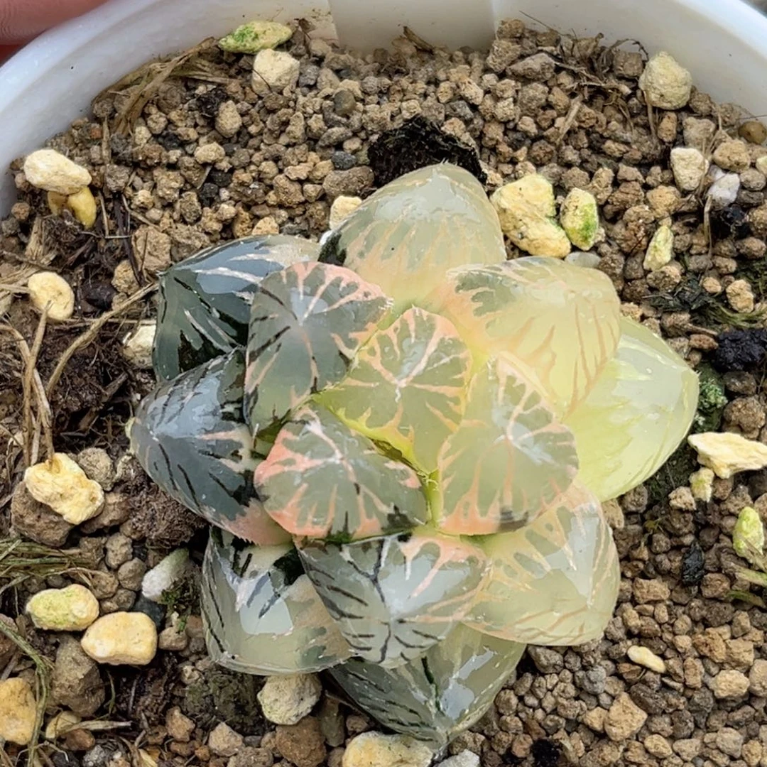 99半糊斑紫王玉露锦福利专场