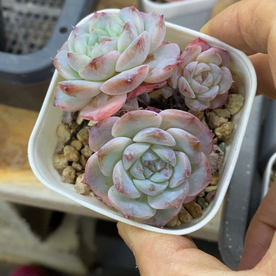 精品多肉一物一拍不包整19