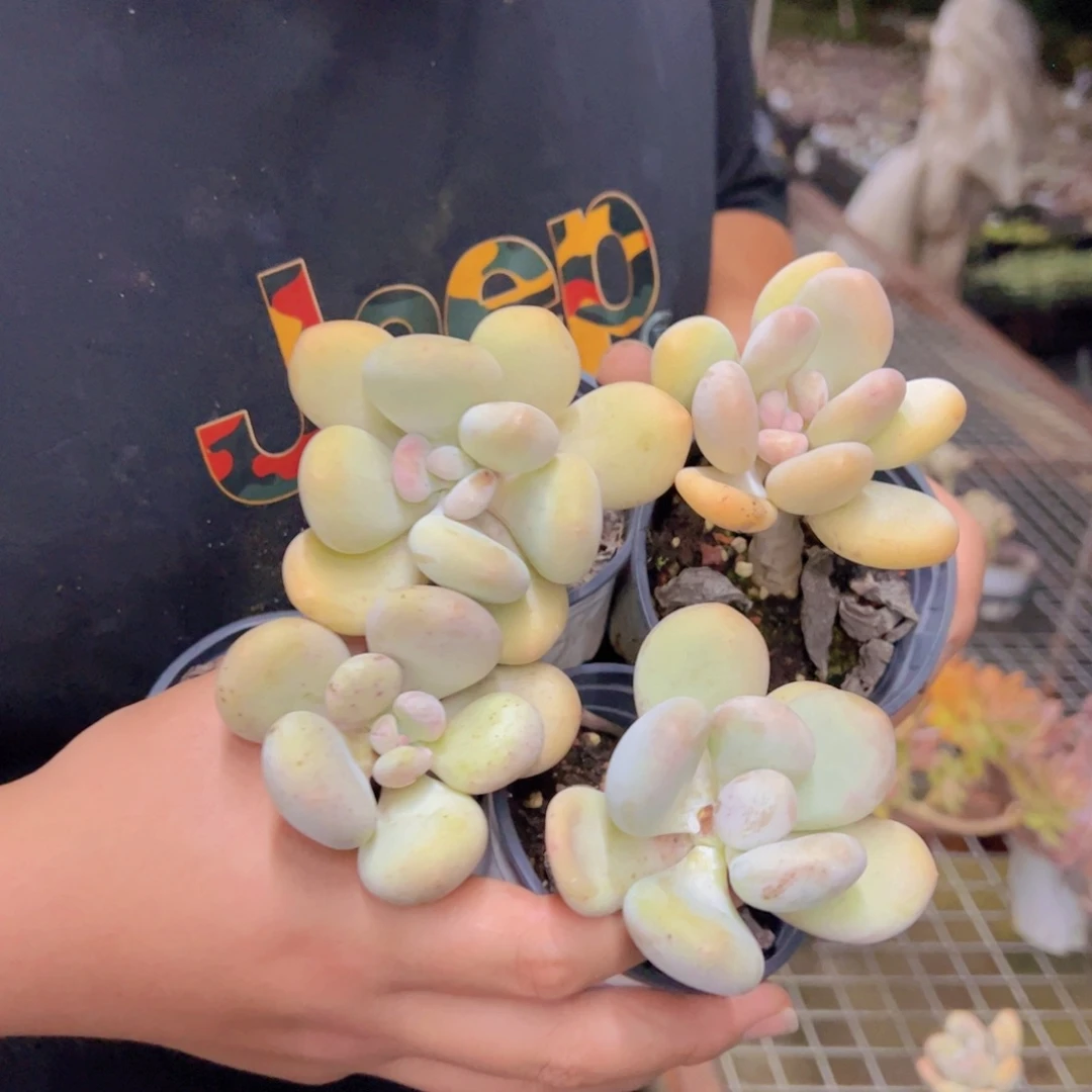 奶酪单头小老桩四盆