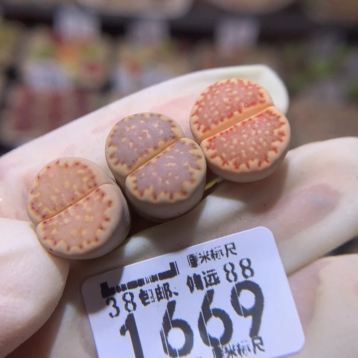 精品生石花多肉1669
