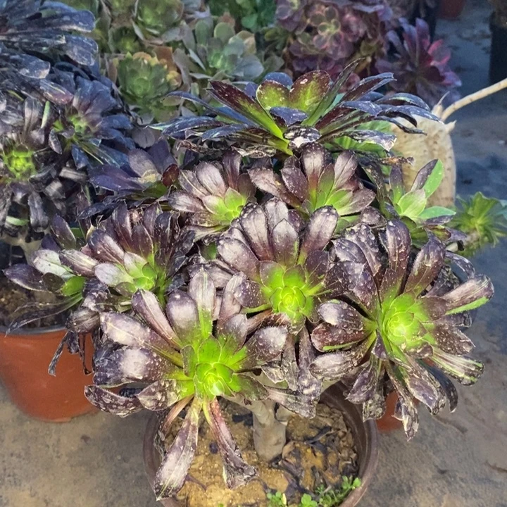 水墨丹青多肉植物041。