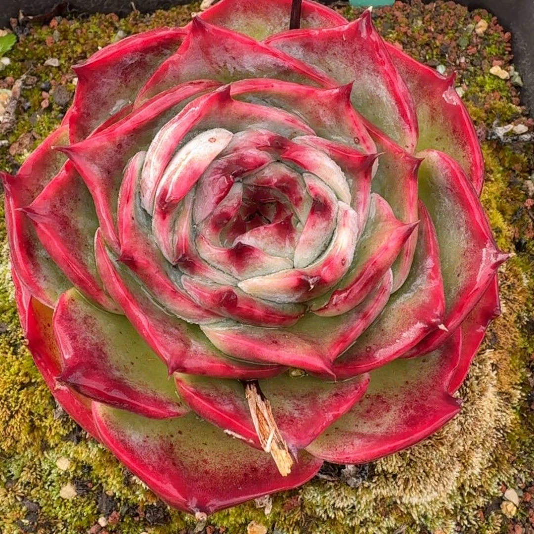 从前慢多肉精选编号1122.16