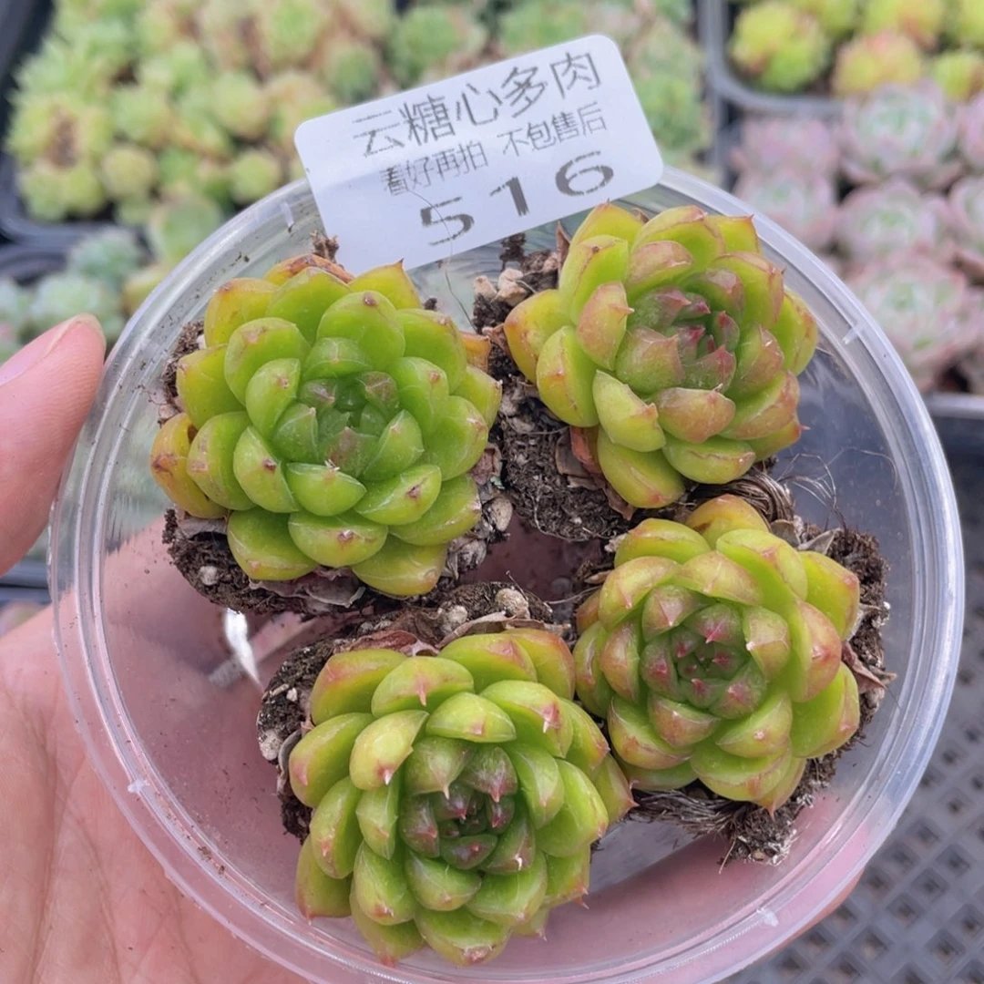 云糖心多肉植物516