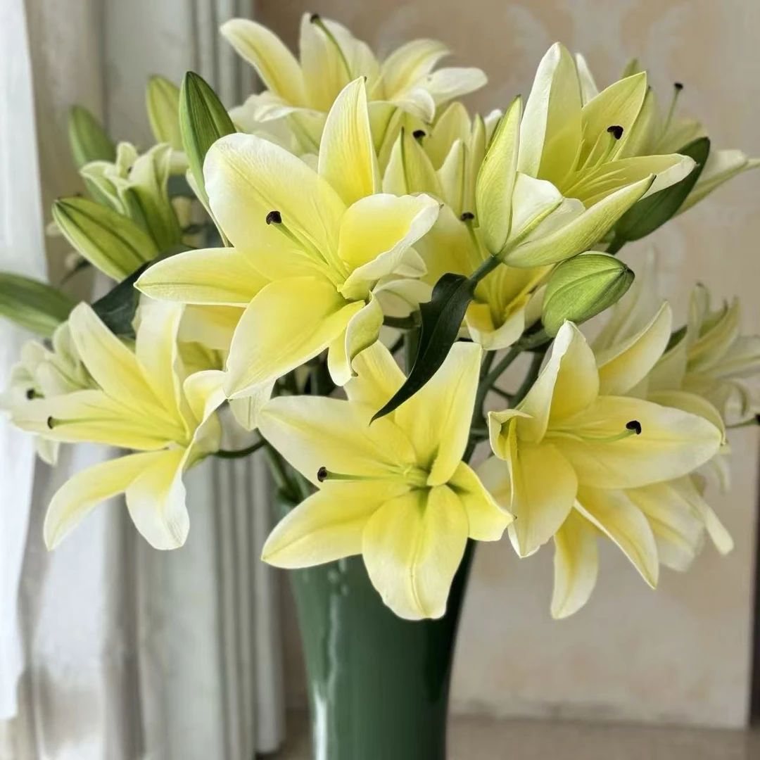 顺丰包邮 黄天霸香水百合花鲜花云南昆明基地直发水养插花