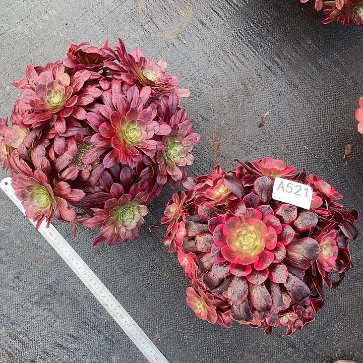 美杜莎和紫胭脂多肉法师。 521