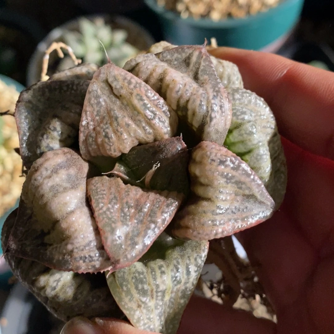 ****睡447 一颗蟹 新粉福利