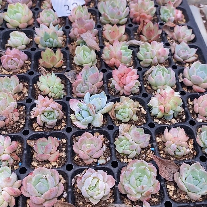 32 多肉植物盆栽花卉植物