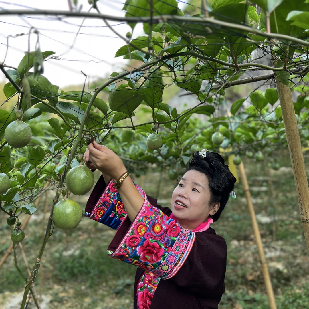 【答莫专属】爆甜贵州榕江黄金百香果村超圣地苗侗地区特产新鲜百香