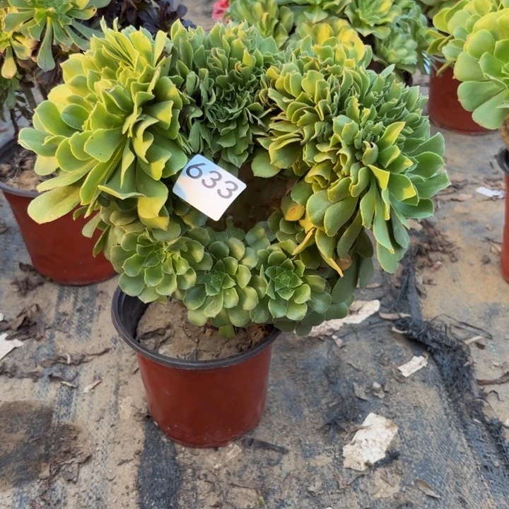 绿羊绒缀多肉植物不包损633