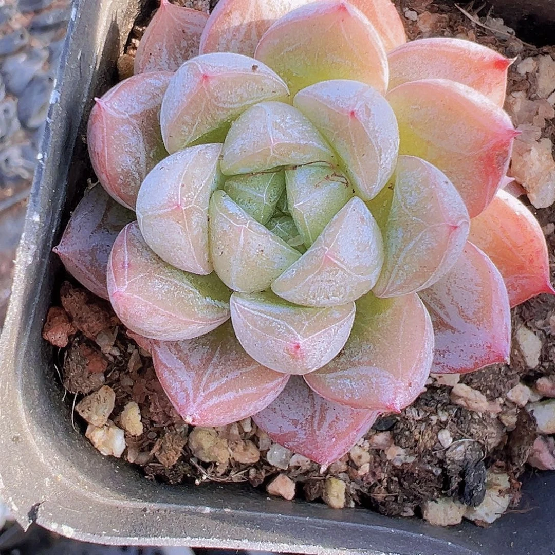 单头百搭翡翠19包邮多肉植物