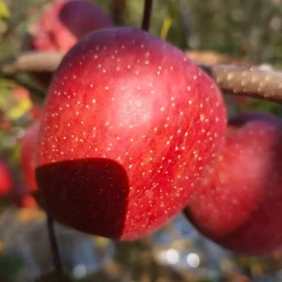 云南昭通糖心丑苹果新鲜脆甜多汁现摘水果