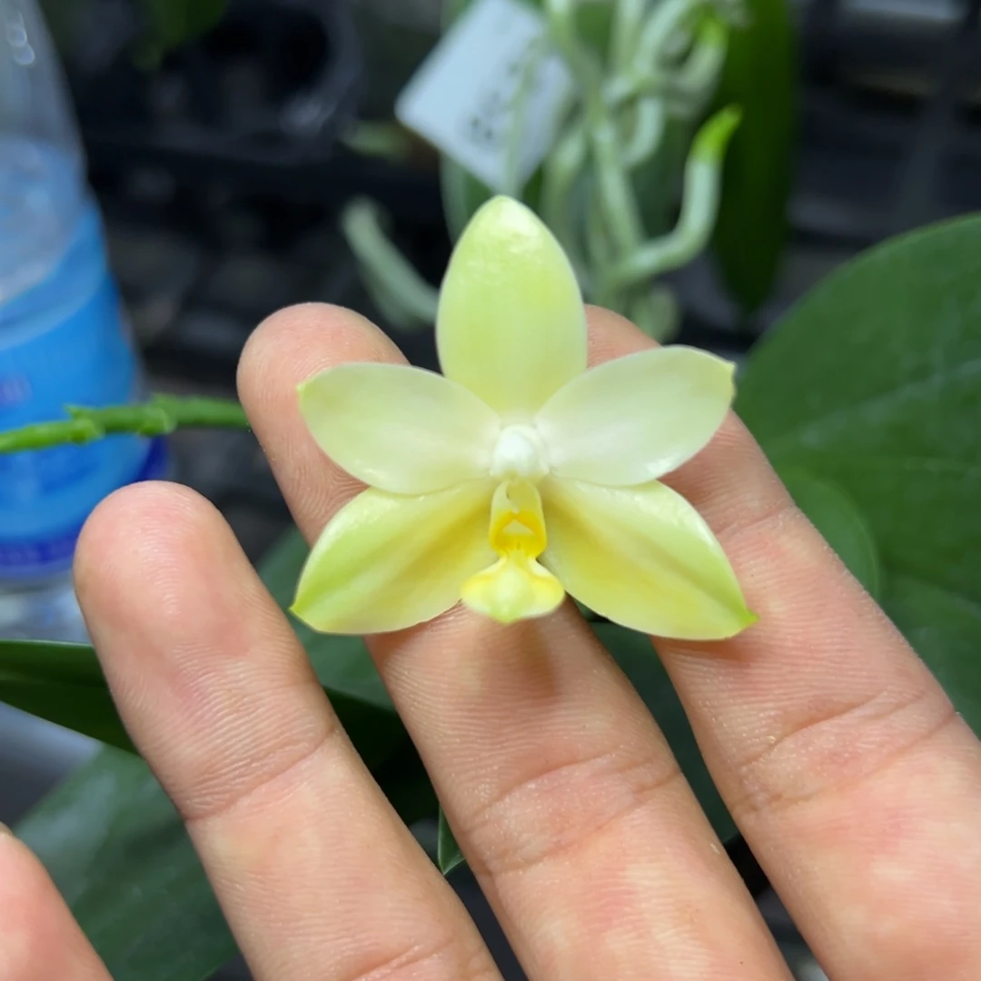 完全开放l282三寸ys1168