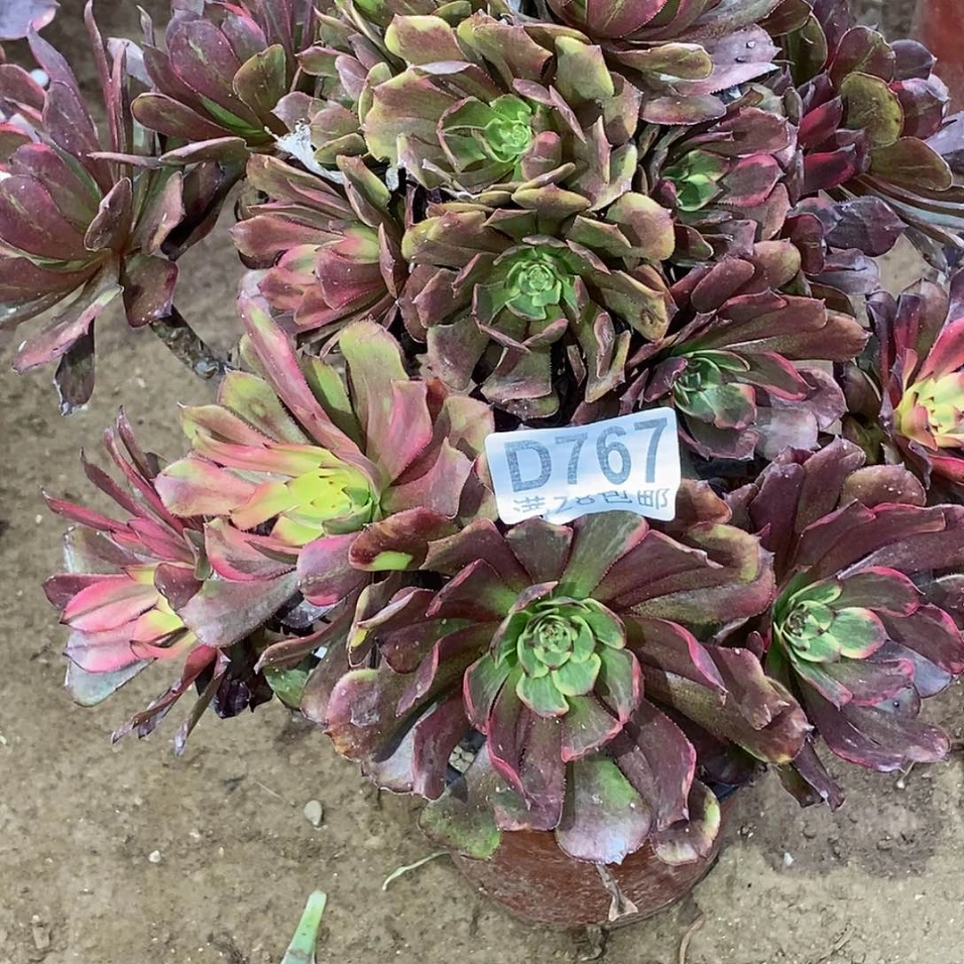767火烧云多肉植物无售后