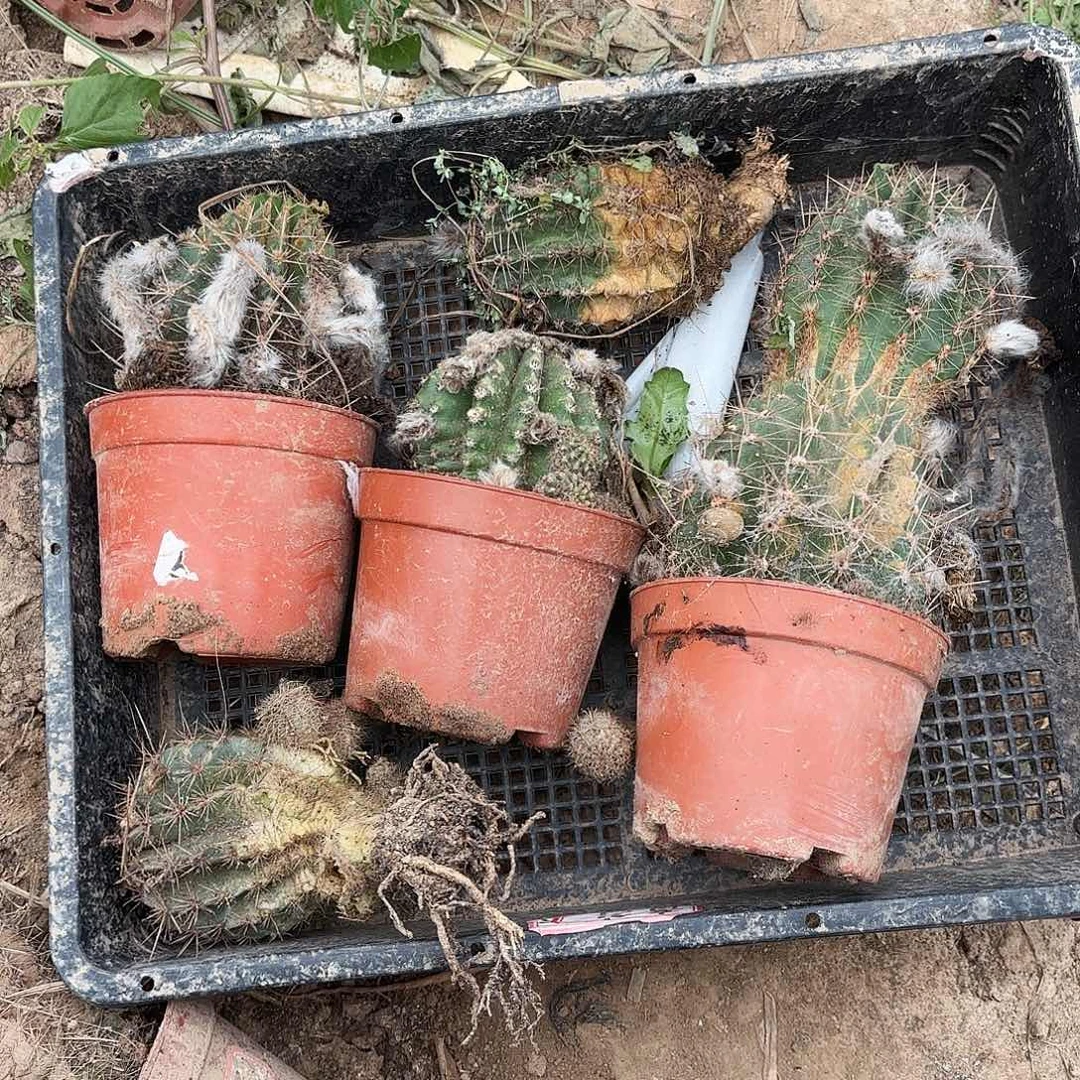 62 号瑕疵无售瑕疵