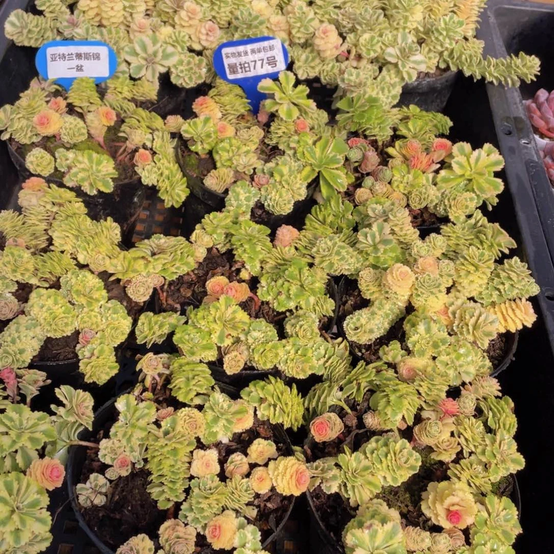 量拍77号 亚特兰蒂斯锦一盆