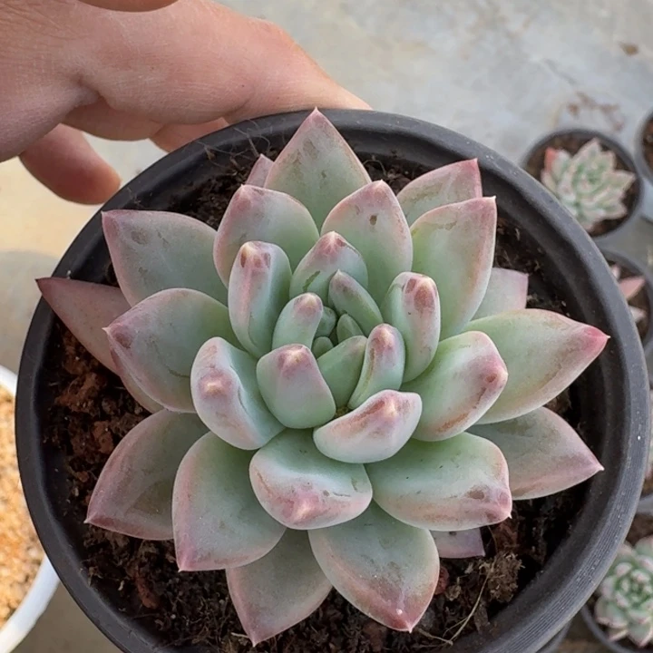 韦斯特曼 单头  一物一拍