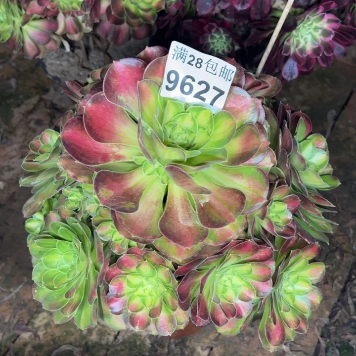 9627韶华多肉植物