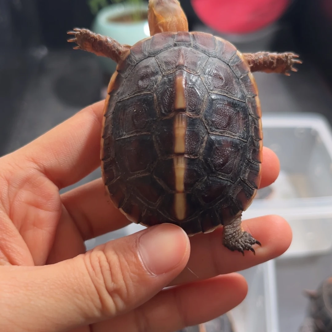 宠物龟不分公母直播间挑选活体可爱宠物龟