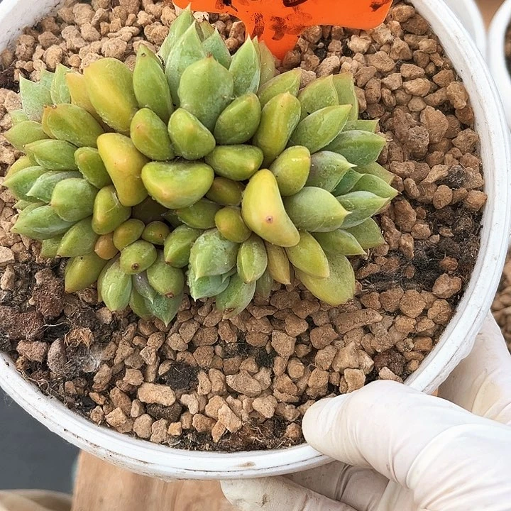 红象牙100号码牌子的