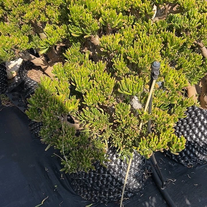 海***洲大吸财树一物一拍666链接