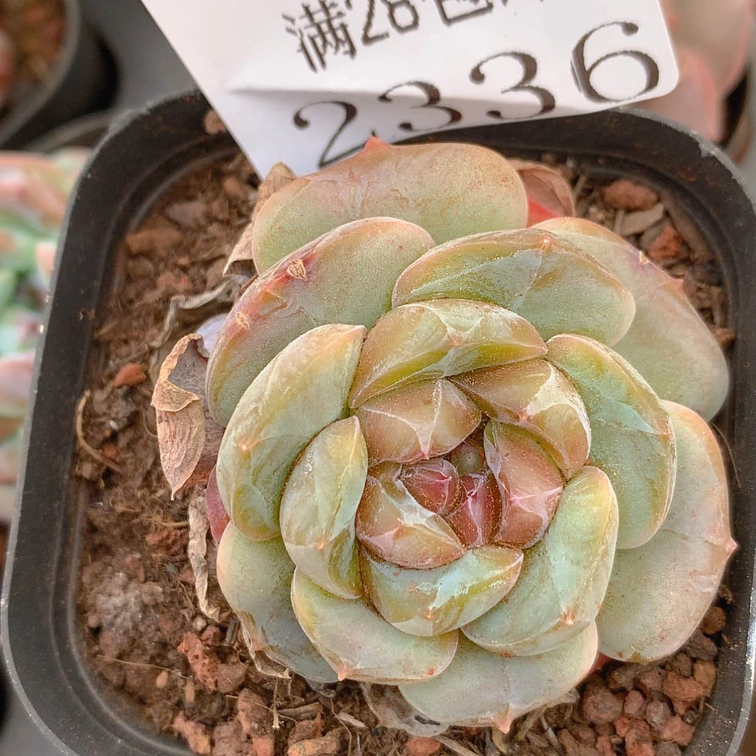 【闪购商品】云2336