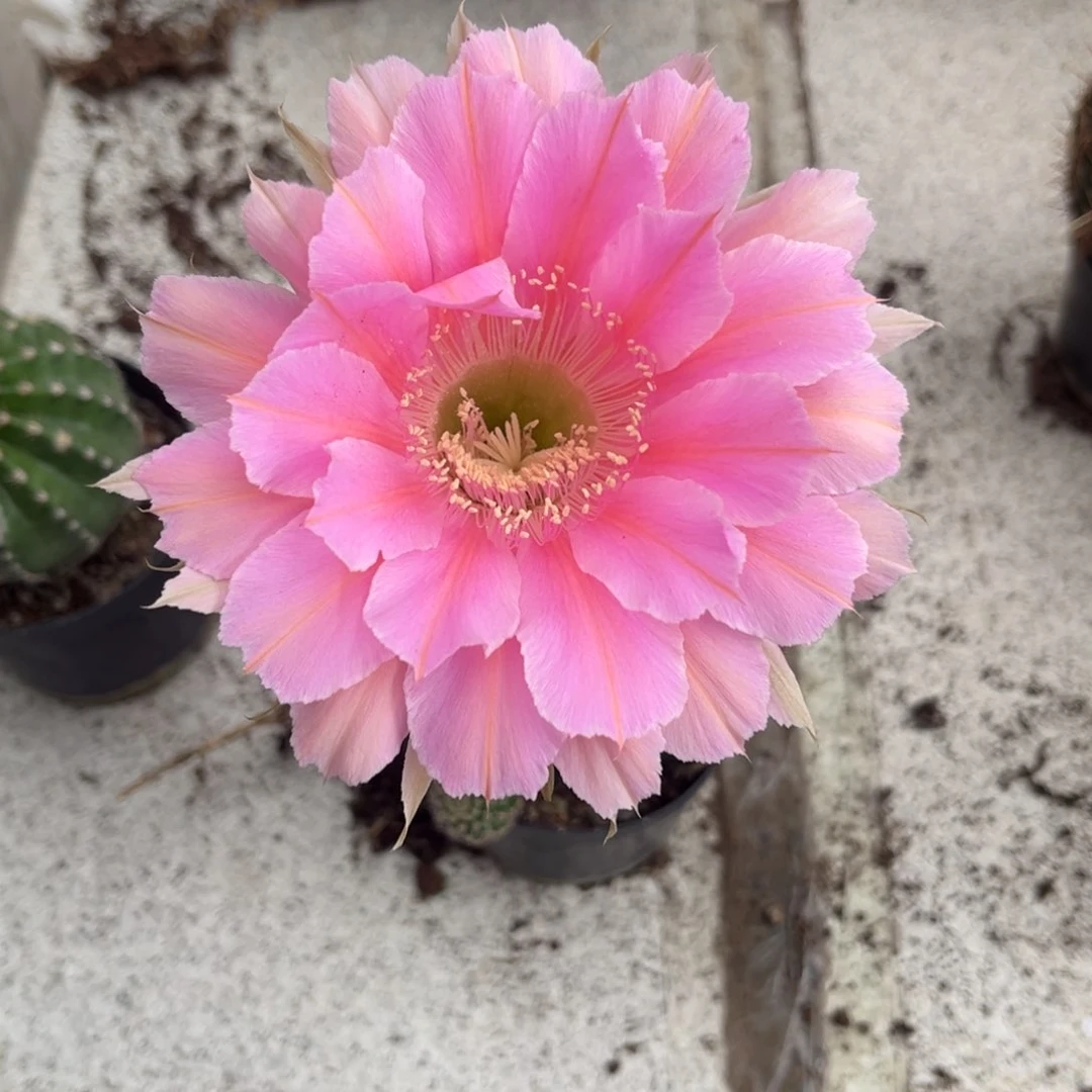 冷*?实生黑金刚仙人球