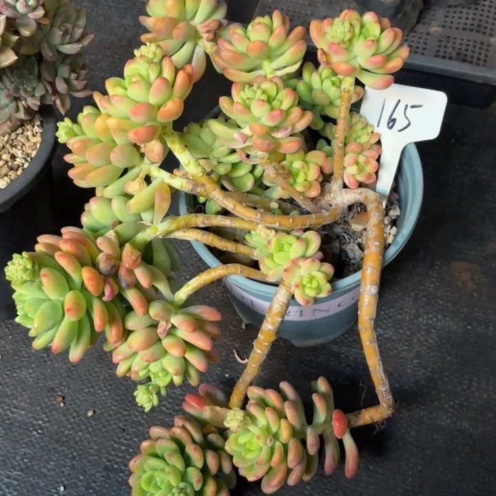 多肉植物，香格里拉165号