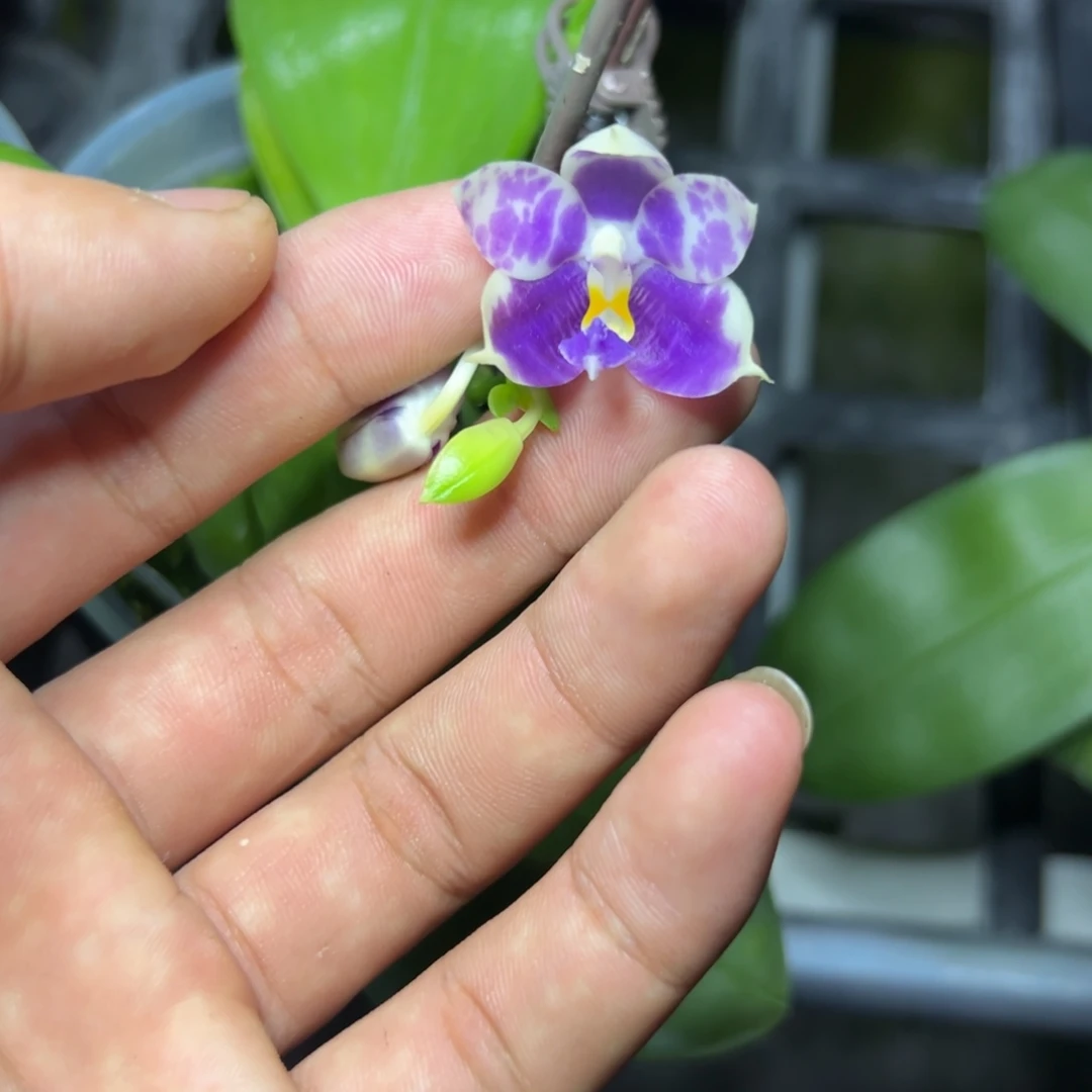 完全开放l6238三寸ys1172