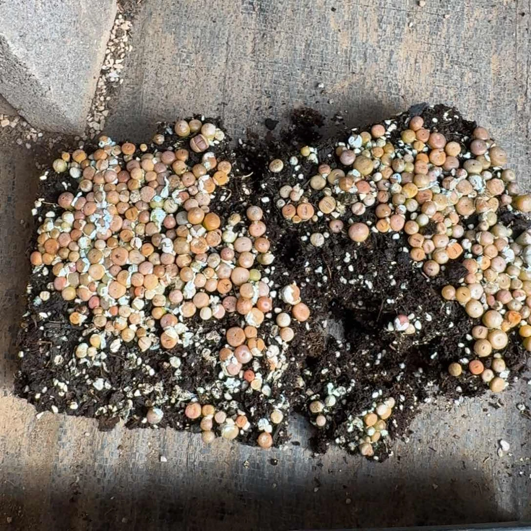 诞*K690荒杂混合一年