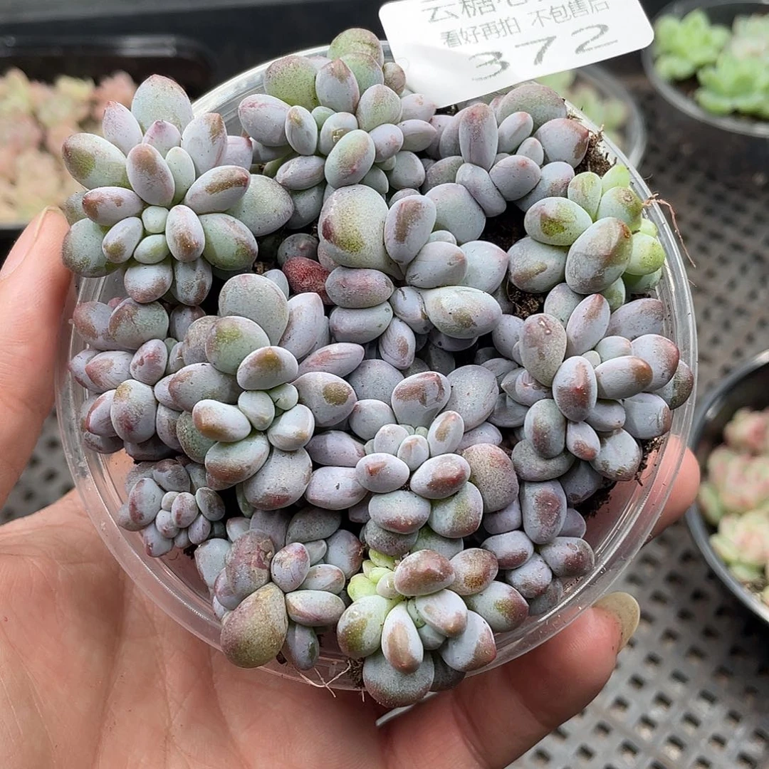 云糖心多肉植物372
