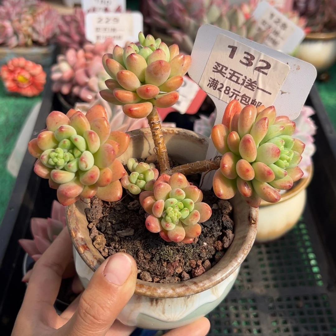 表妹精品多肉植物132.