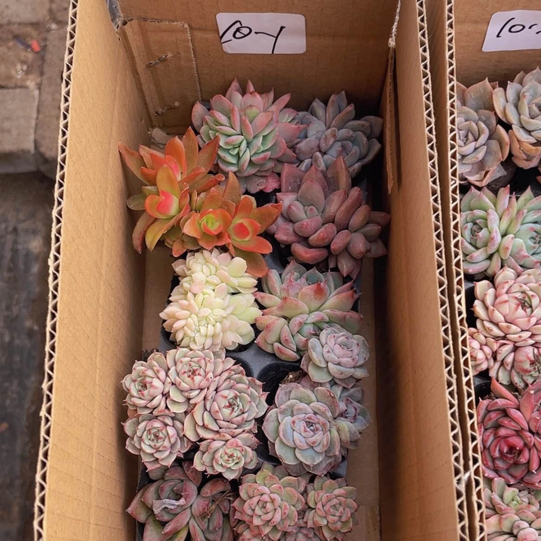 【闪购商品】10颗-1