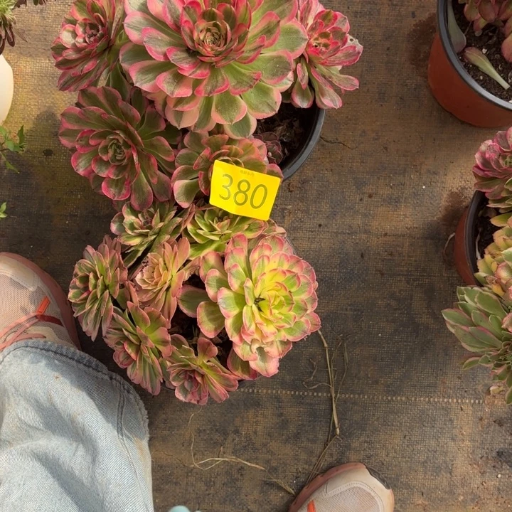 哈哈多肉葡萄福利380