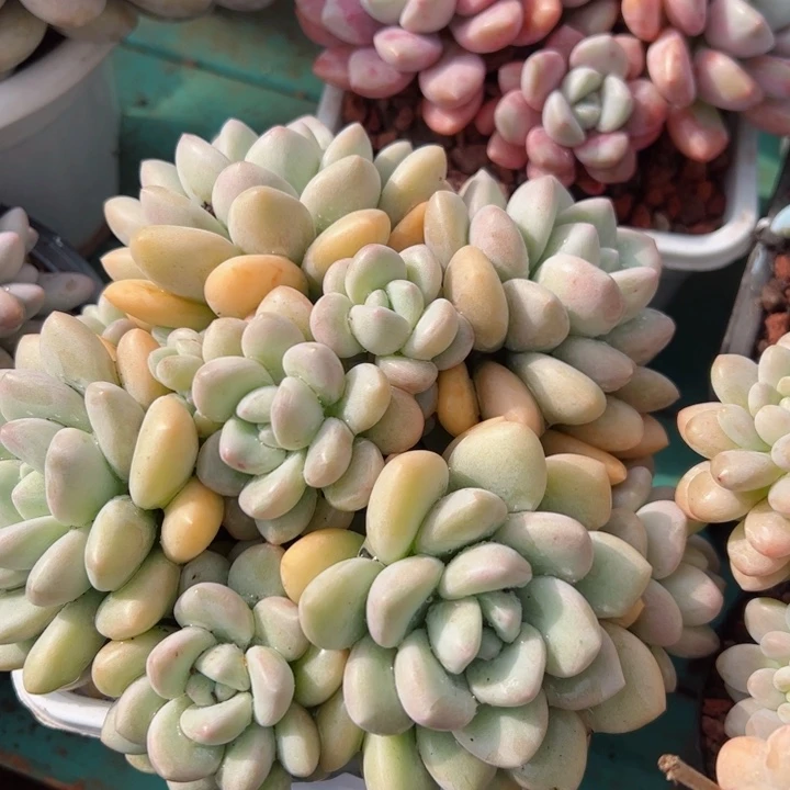 1平平安安健健康康泡泡