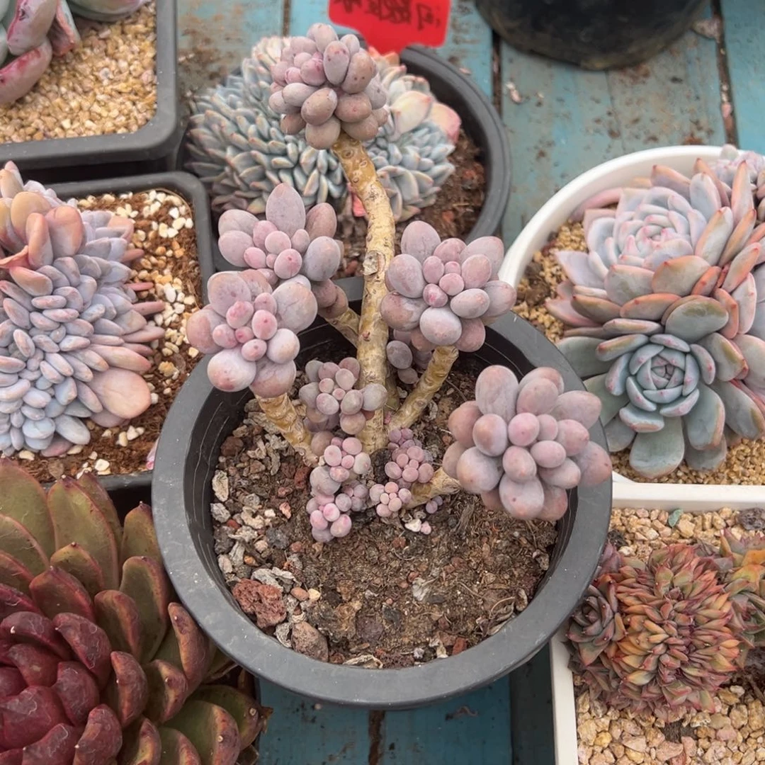 精品多肉植物老桩