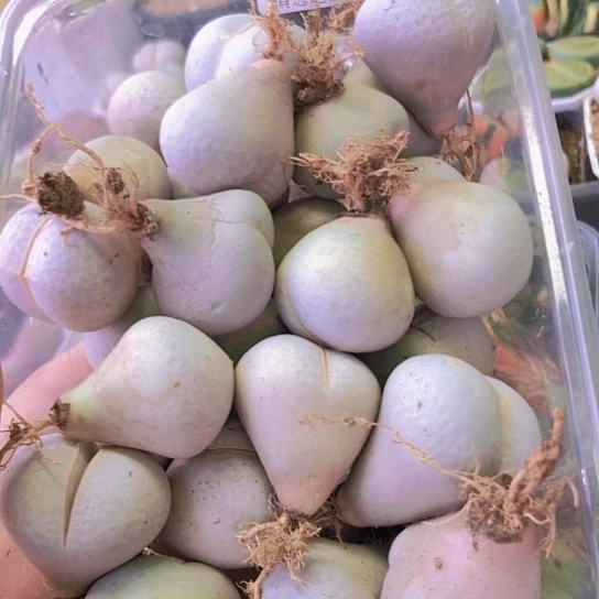 无花朵0757，2.7-3厘米20棵特价