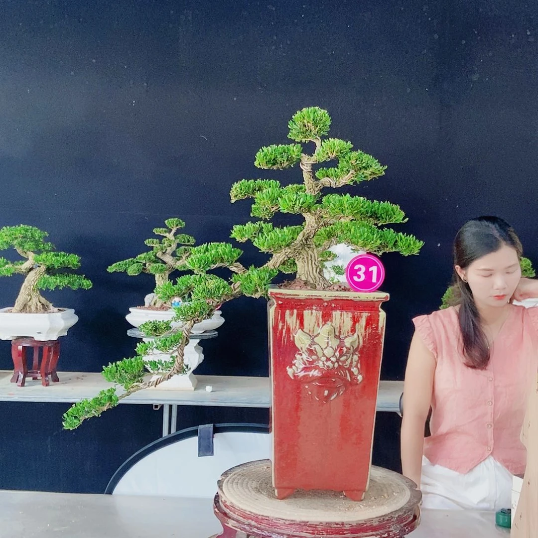 当前无花朵，栽培后可花朵